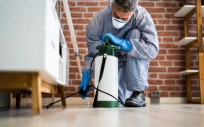 Why Regular Pest Control is Important for Canberra Homes