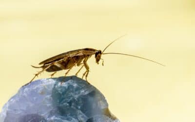 Most Common Pests in Canberra and How to Stop Them