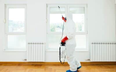 Best Pest Control in Canberra: How to Choose Right Service