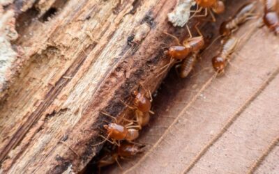 Winning the Battle Against Termites