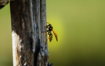 Safe Methods for Wasp Removal