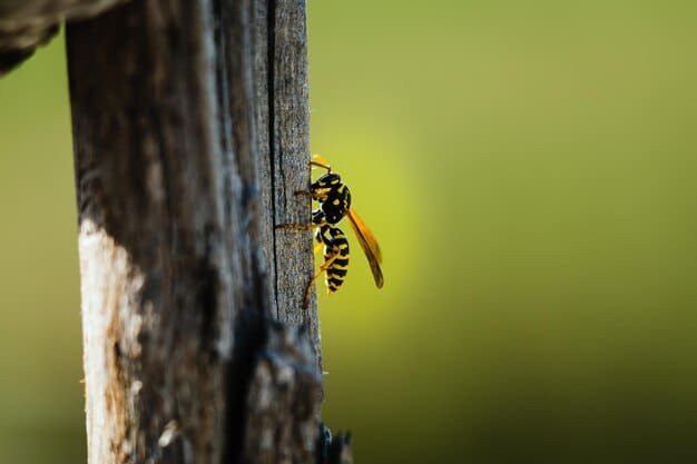 Wasp-Removal.