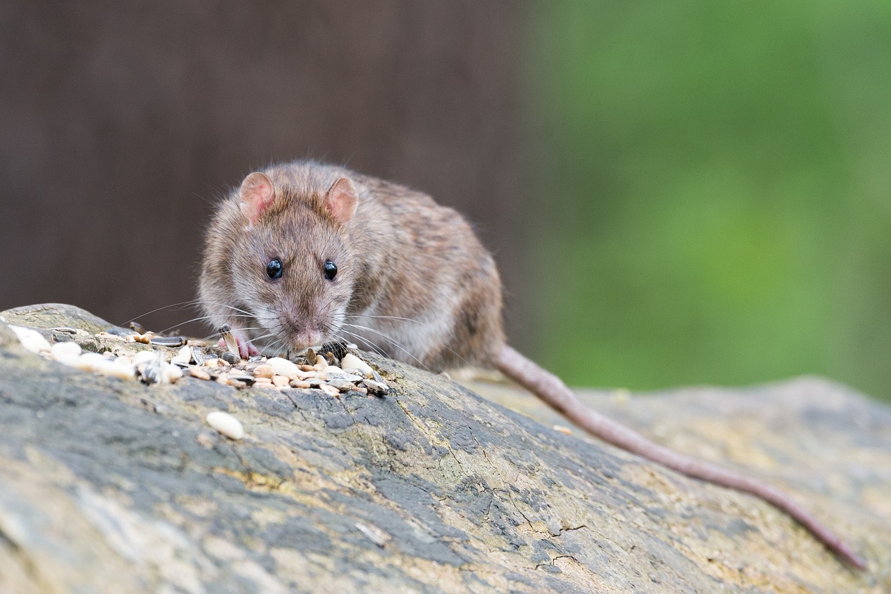 Home Pests