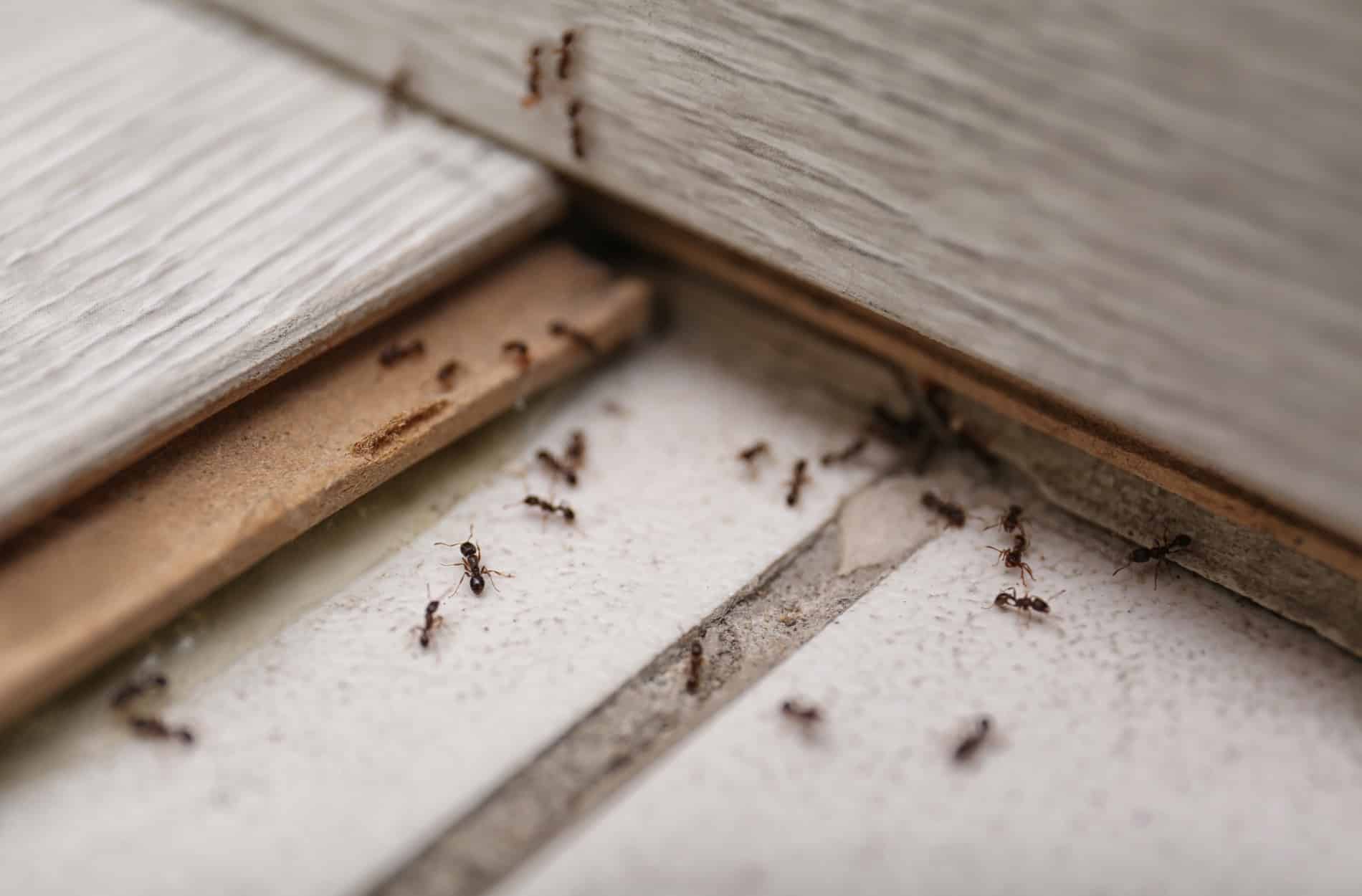 ants