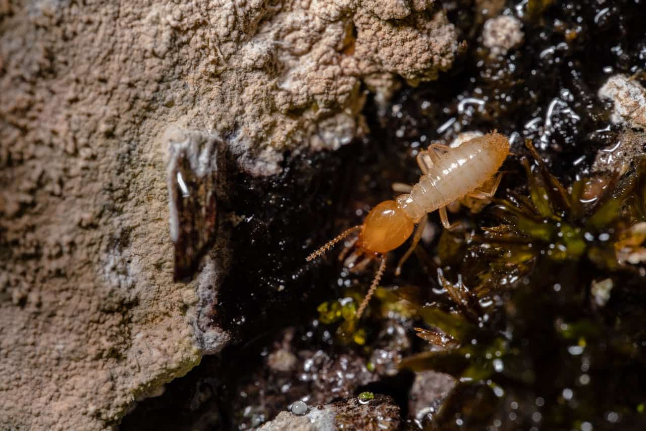 Signs of Pest Infestation