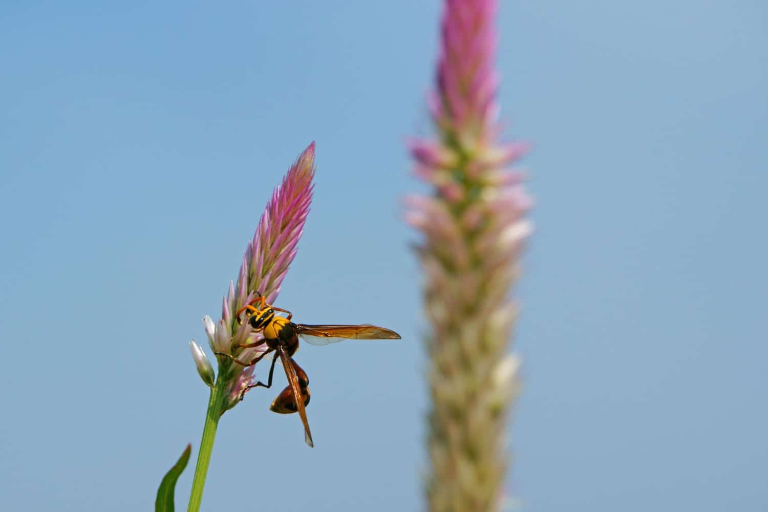 wasps Gardens