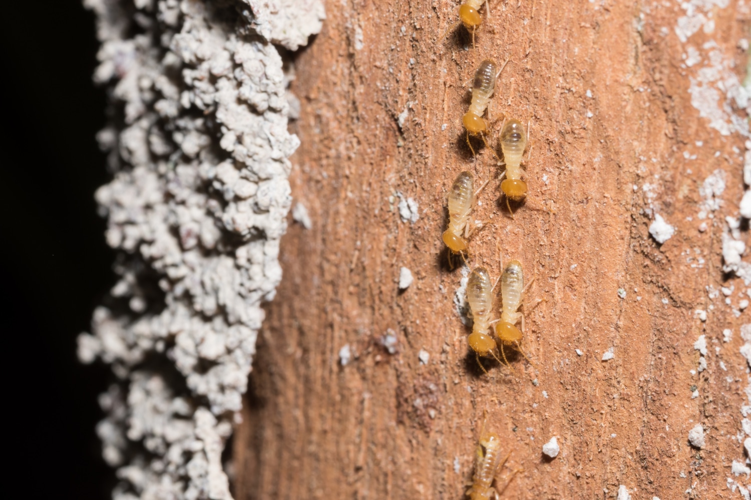 Termites