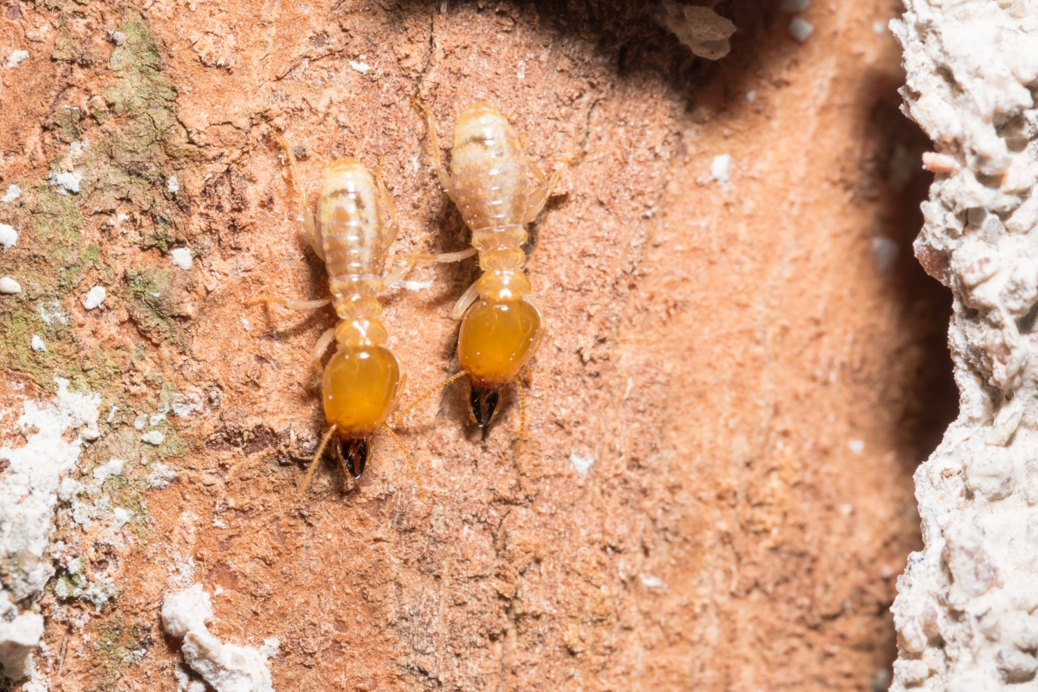 Pest Infestations