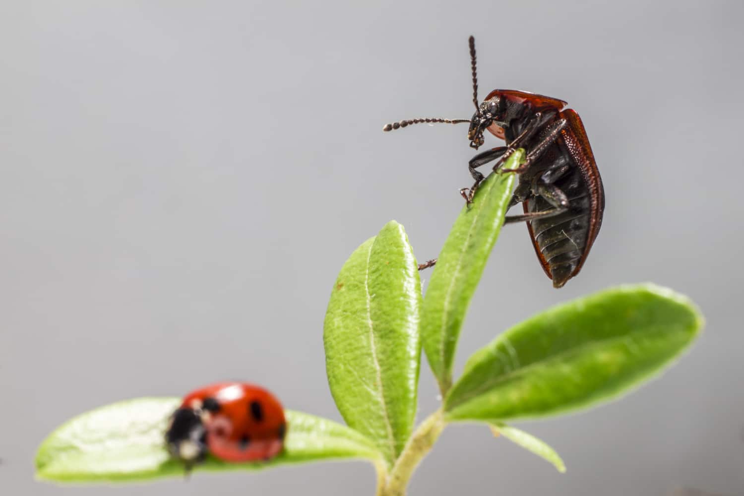 Garden Pest