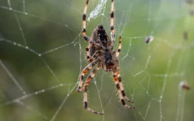 Our Guide to Managing Canberra’s Most Common Spiders