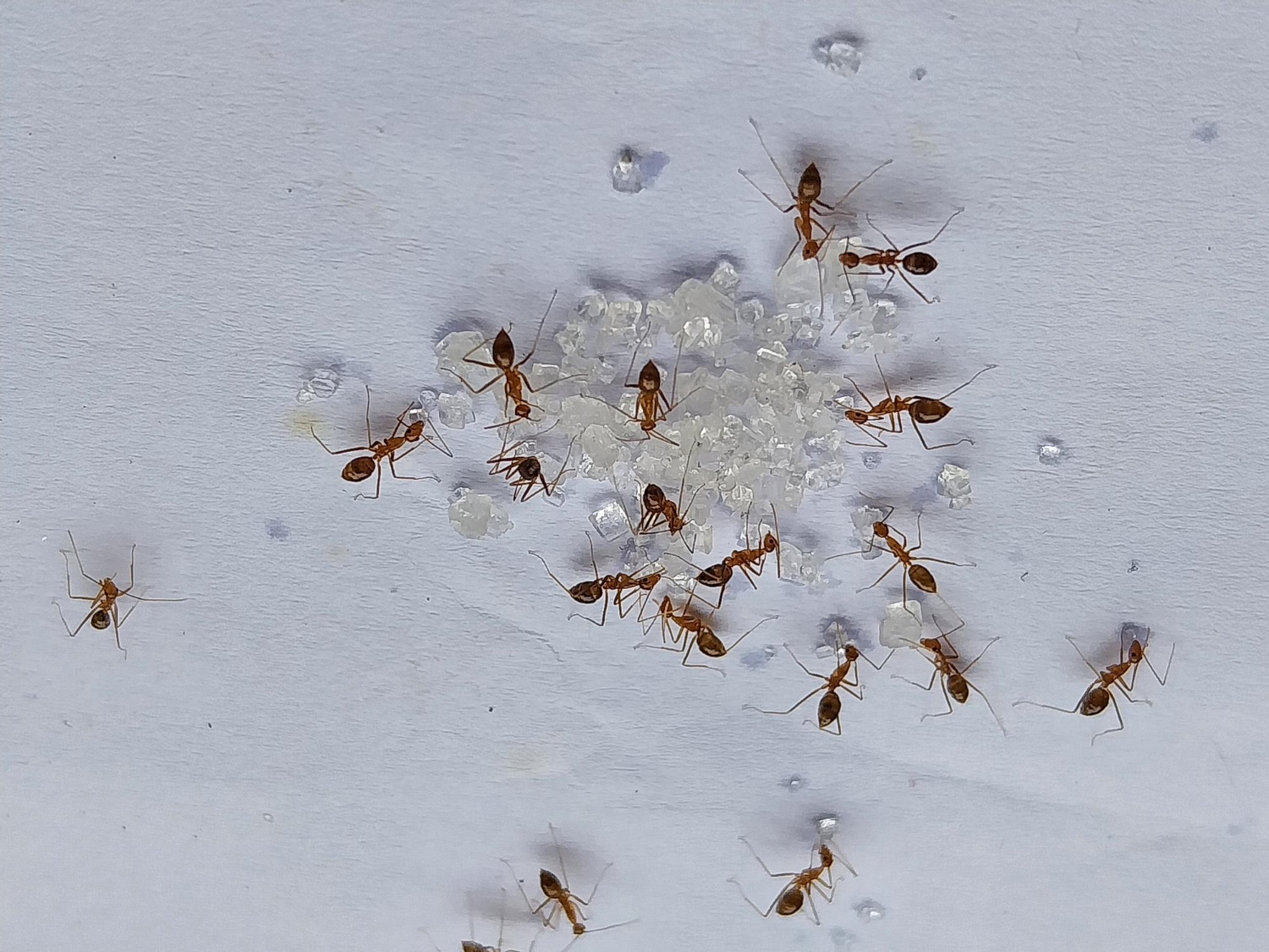 Ants