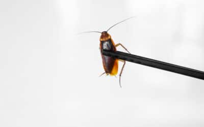 How to Keep Cockroaches Out of Your Home in Canberra