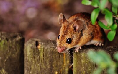 Keeping Your Canberra Home Safe from Rodents