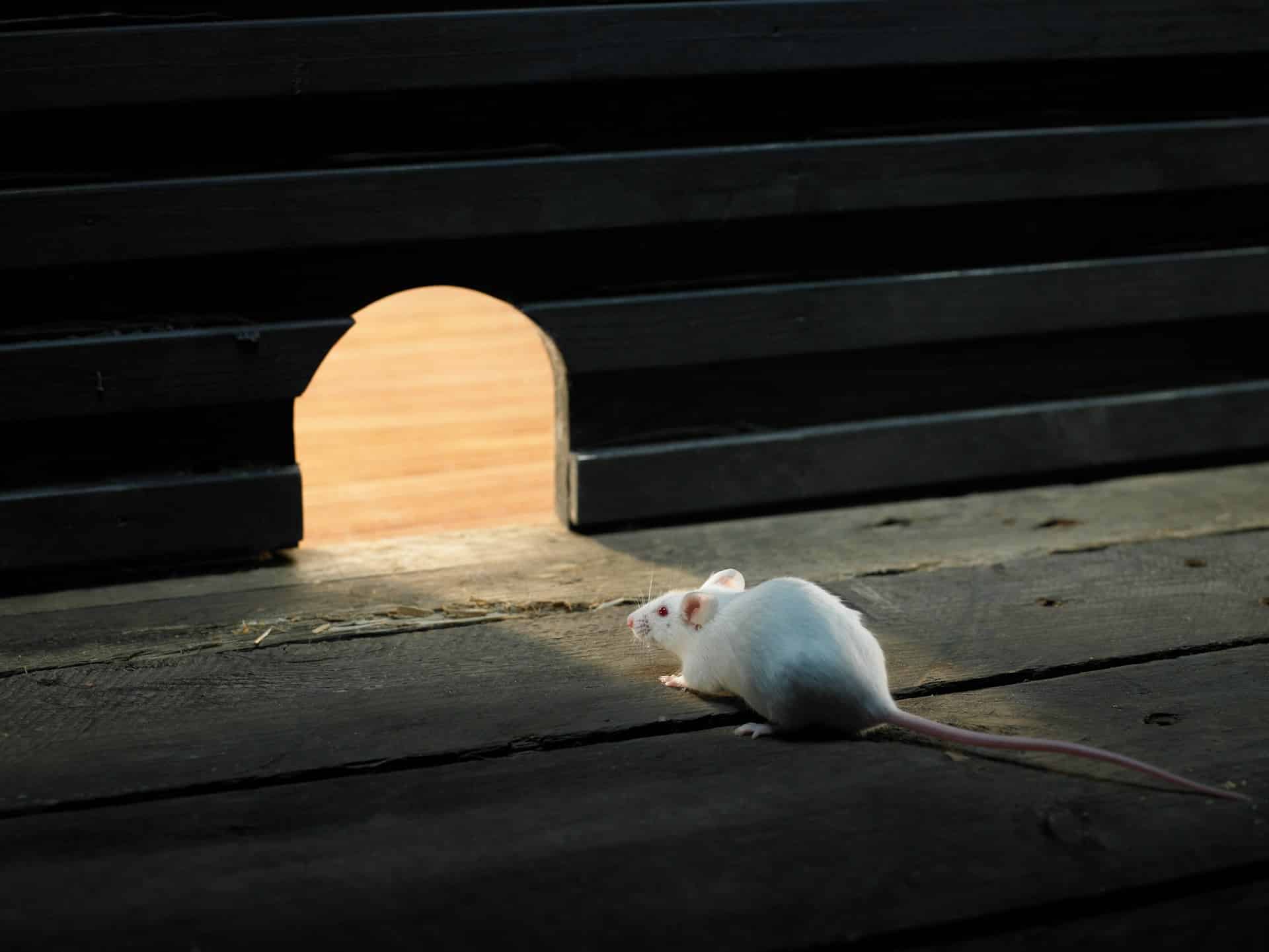 mouse