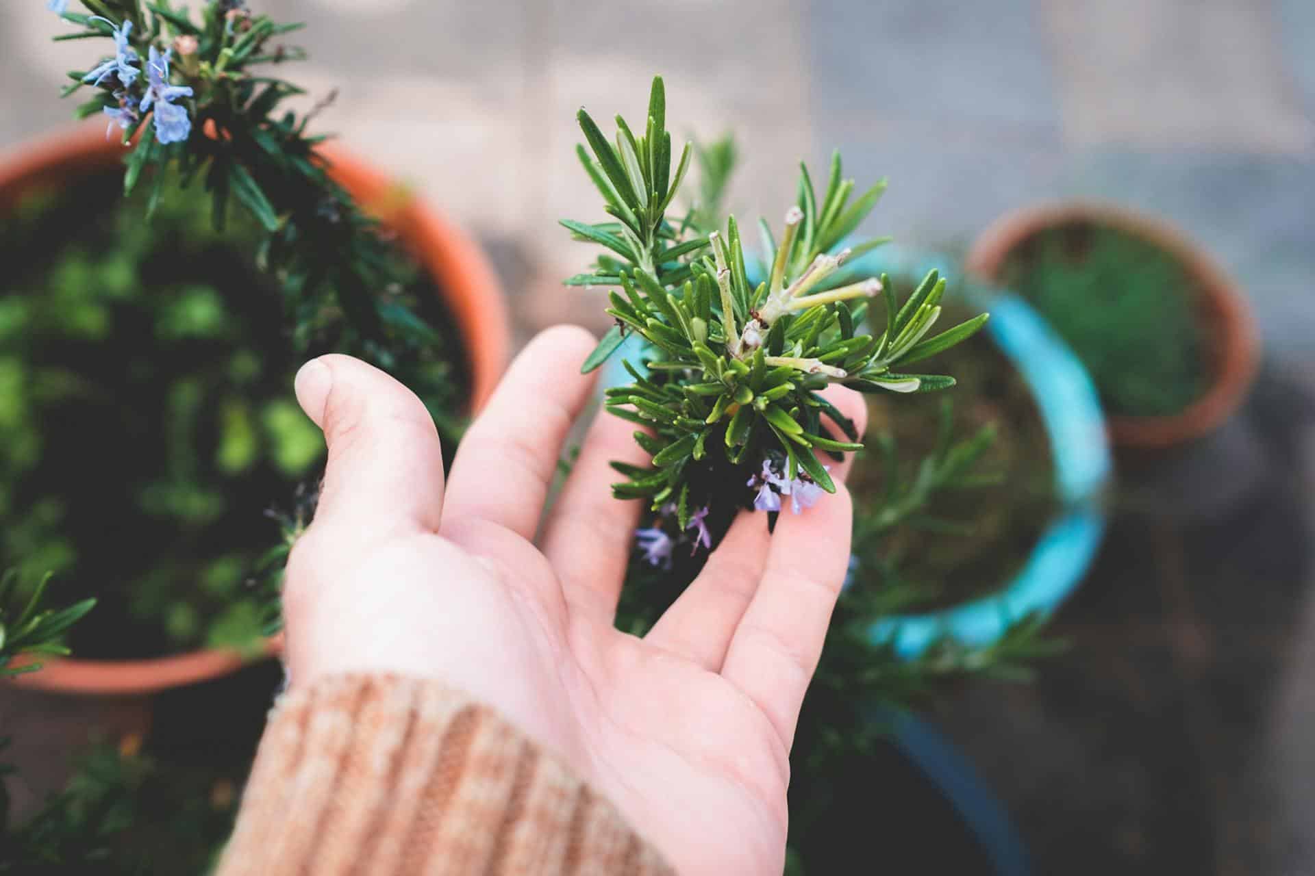 rosemary plant
