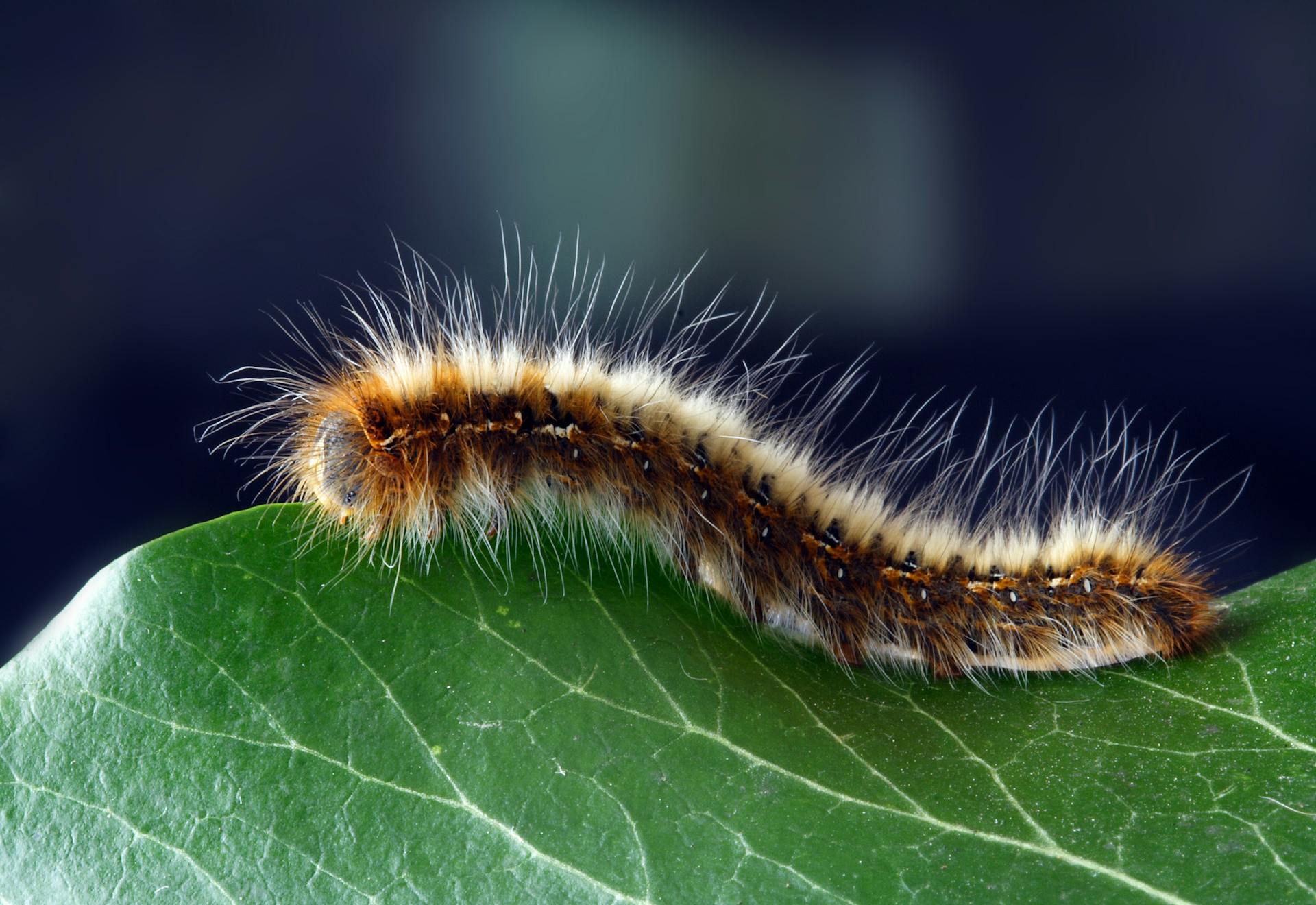 caterpillar
